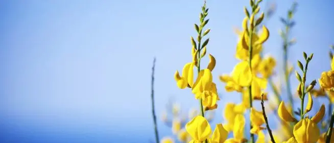 L’essenza della ginestra di Zungri diventa un profumo