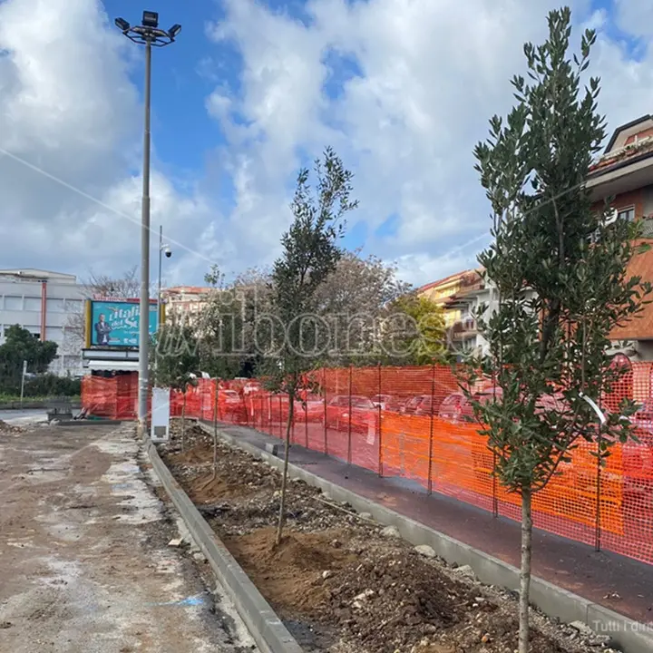 Vibo: piantati dei lecci in piazza Spogliatore dopo il taglio di altri alberi nei mesi scorsi
