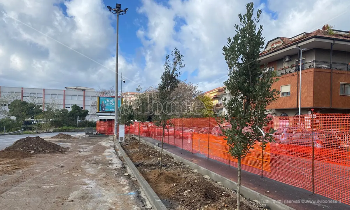 Vibo: piantati dei lecci in piazza Spogliatore dopo il taglio di altri alberi nei mesi scorsi
