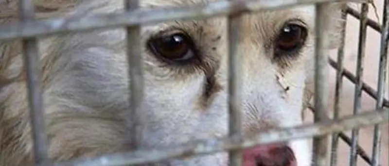 Vibo, il Comune avvia la manifestazione d'interesse per la gestione del canile