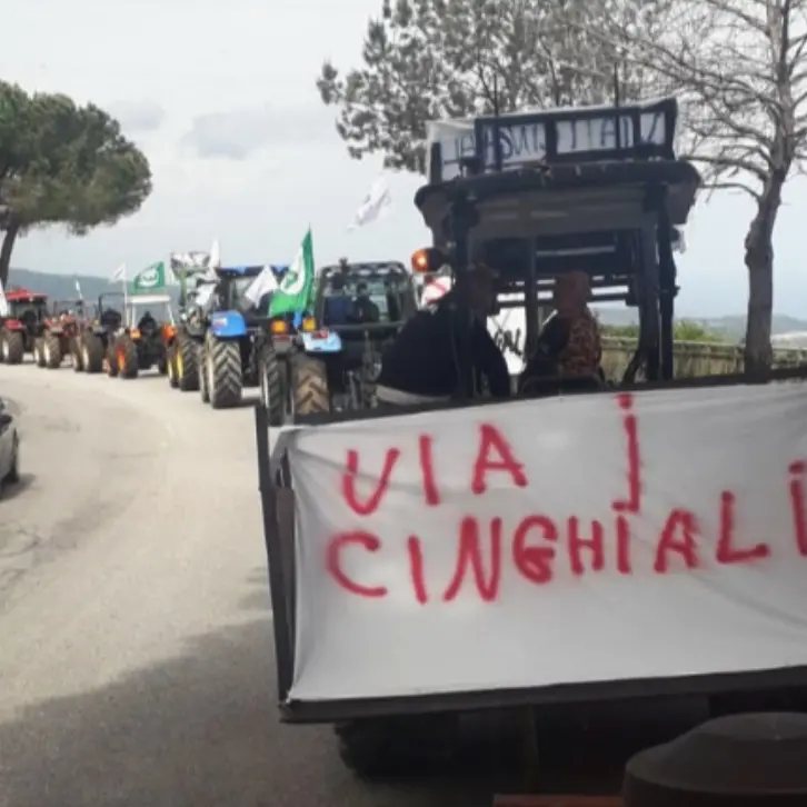 Cinghiali, gli agricoltori di Maierato: «Basta proclami, a pagare sono solo i cittadini»