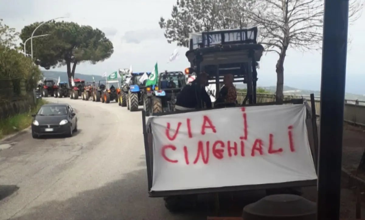 Cinghiali, gli agricoltori di Maierato: «Basta proclami, a pagare sono solo i cittadini»