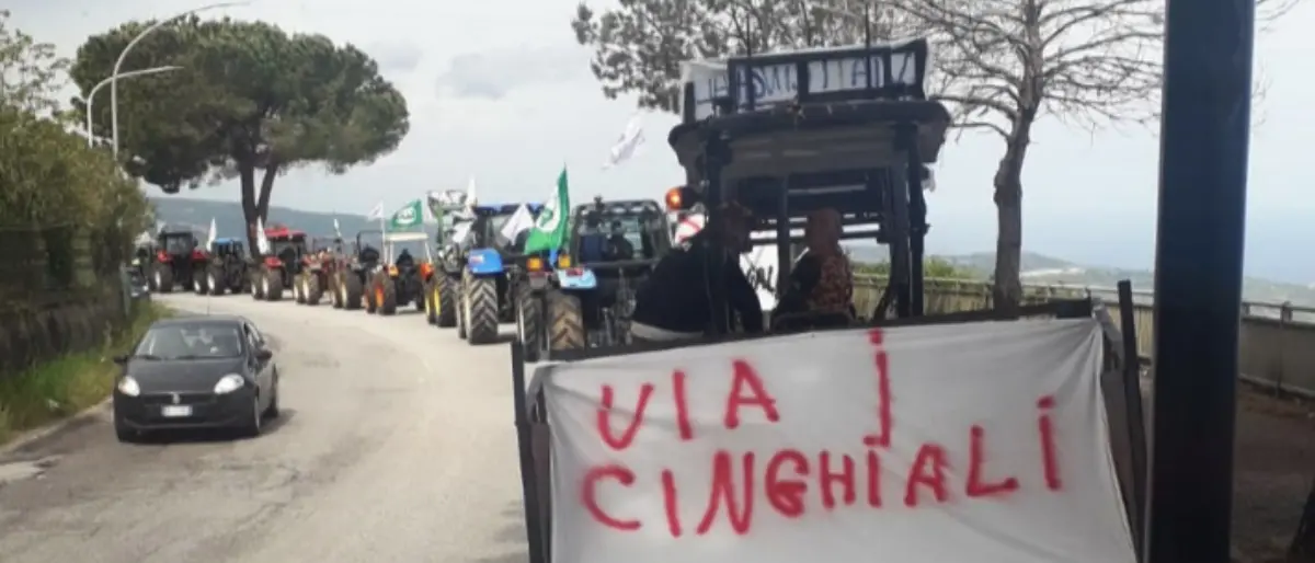 Cinghiali, gli agricoltori di Maierato: «Basta proclami, a pagare sono solo i cittadini»