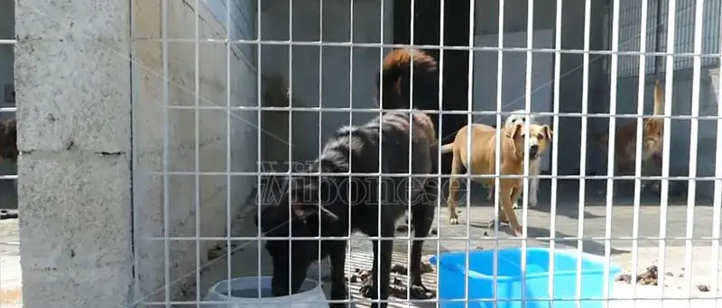 Vibo, ristrutturazione e ampliamento del canile comunale