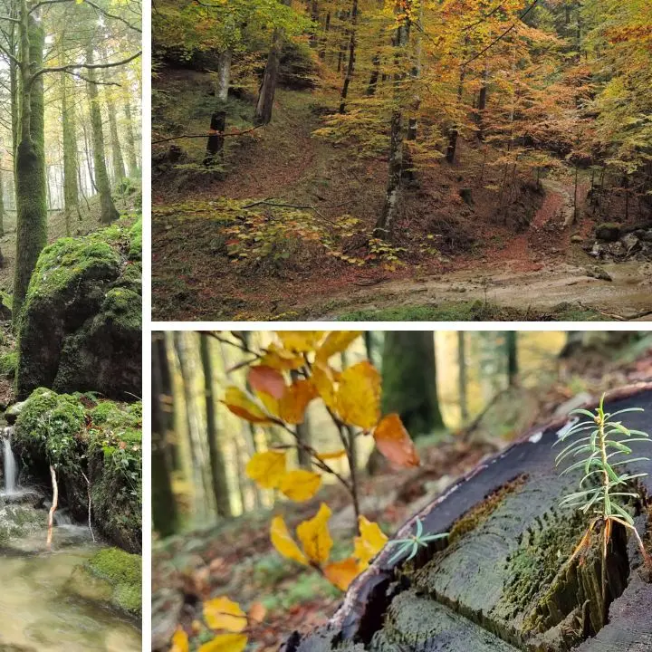 Il bosco Archiforo, un sentiero tra storia e natura nel cuore delle Serre