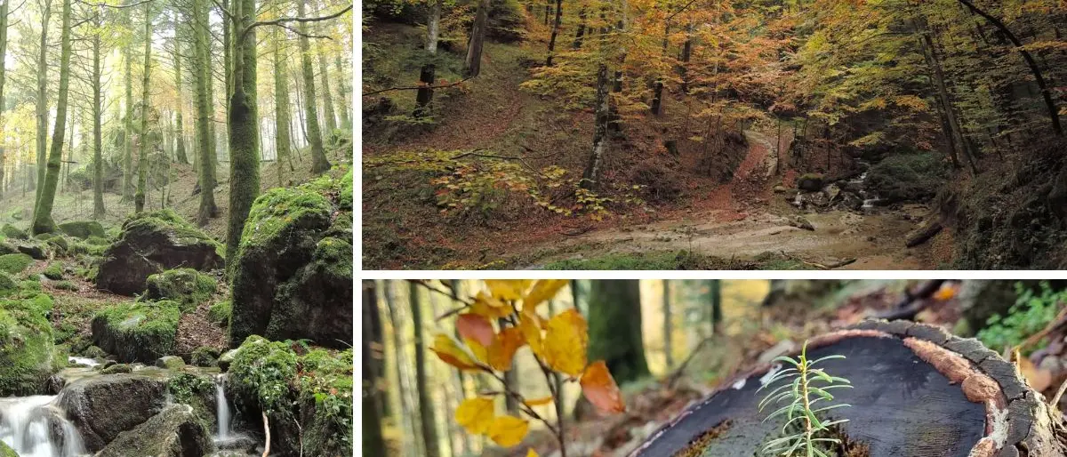 Il bosco Archiforo, un sentiero tra storia e natura nel cuore delle Serre