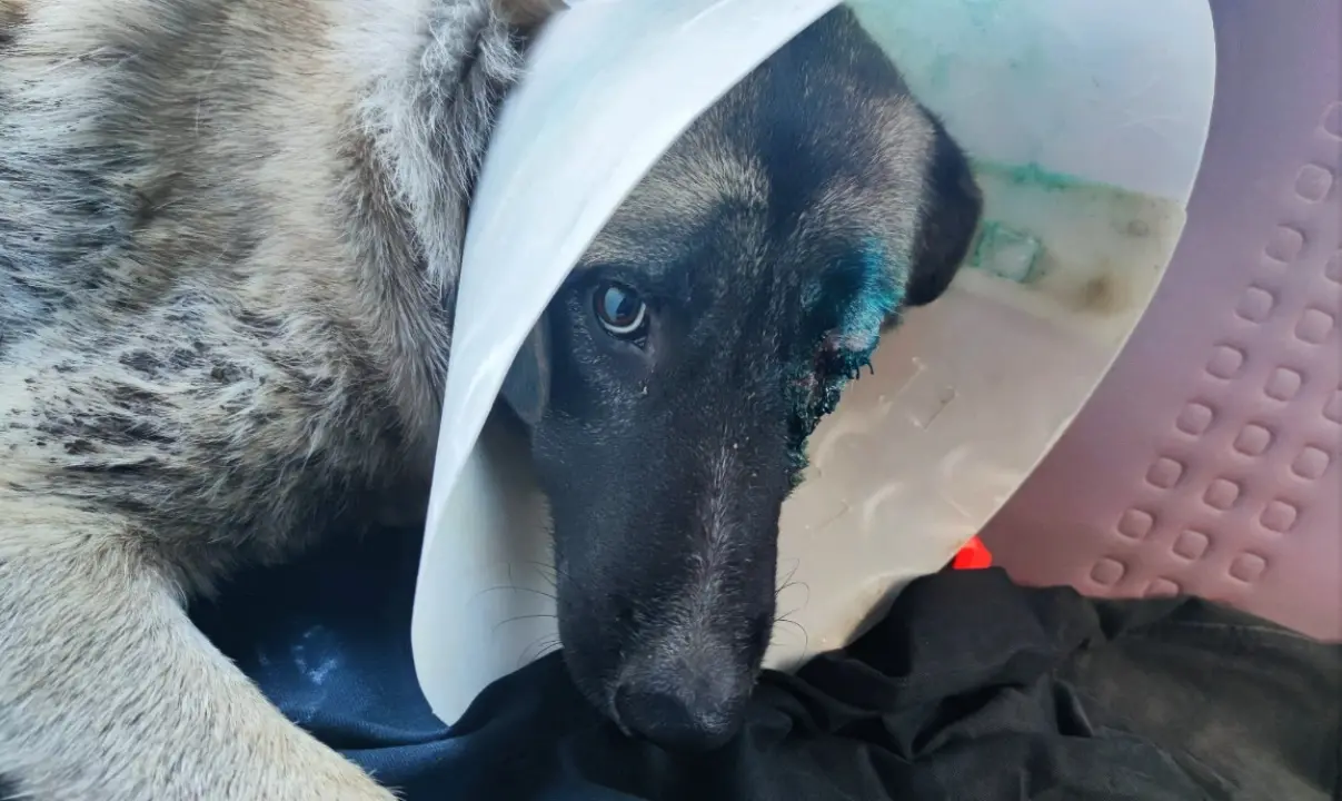 Randagio picchiato a Favelloni, residenti pagano le cure in attesa di una famiglia