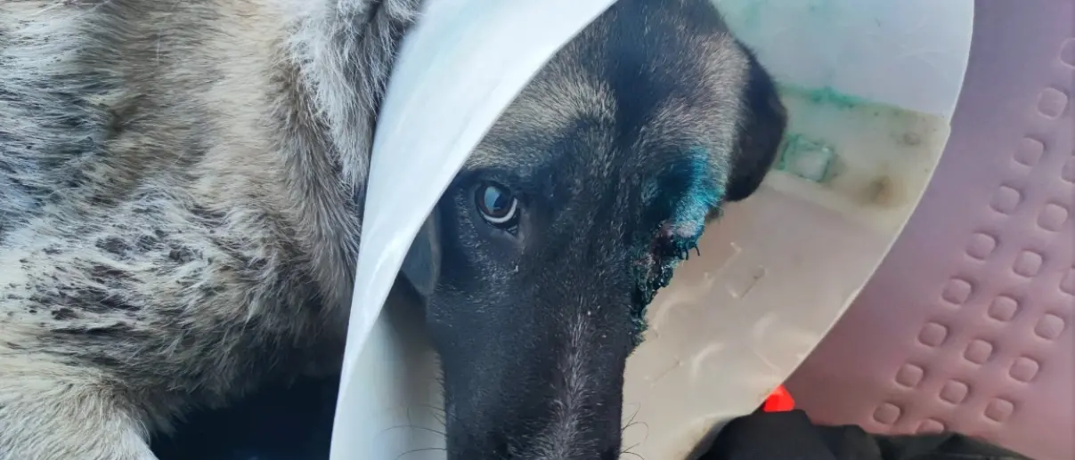 Randagio picchiato a Favelloni, residenti pagano le cure in attesa di una famiglia