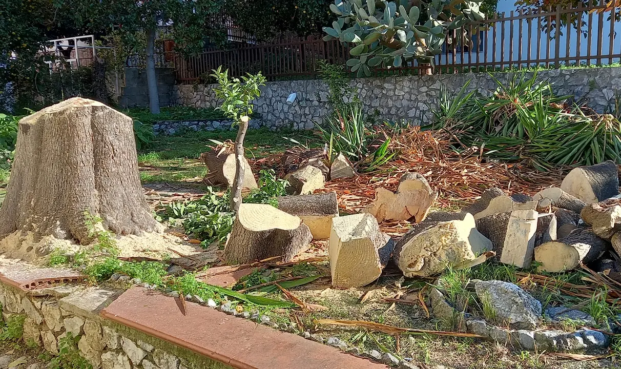 Alberi tagliati a Pizzo, Paolillo (Wwf): «Ennesimo scempio» - Foto