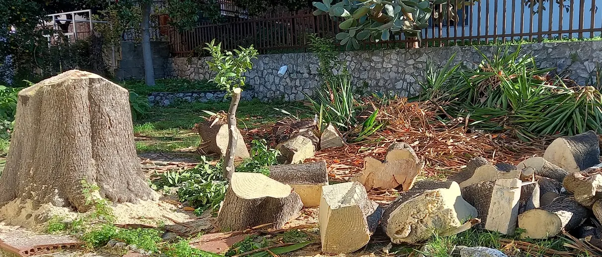 Alberi tagliati a Pizzo, Paolillo (Wwf): «Ennesimo scempio» - Foto