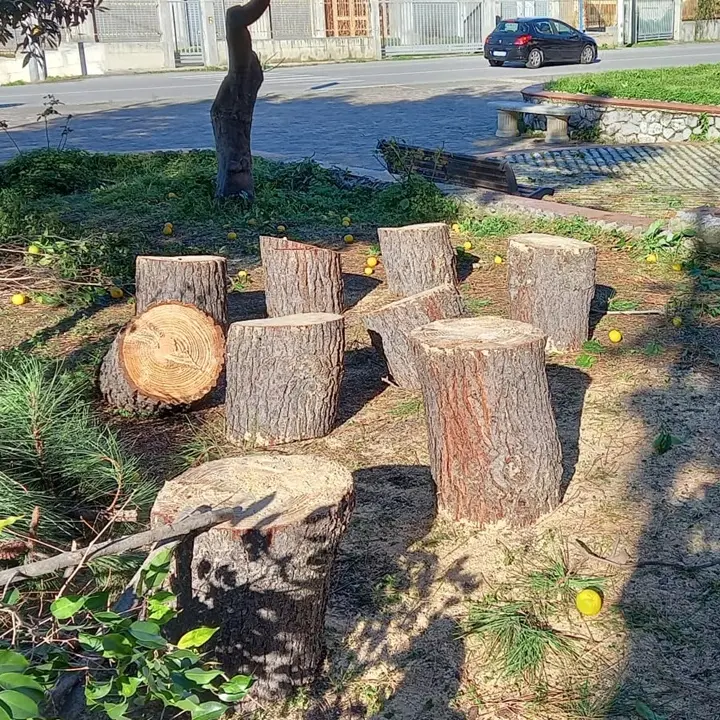 Alberi tagliati a Pizzo, dal Wwf una proposta per far rinascere il verde