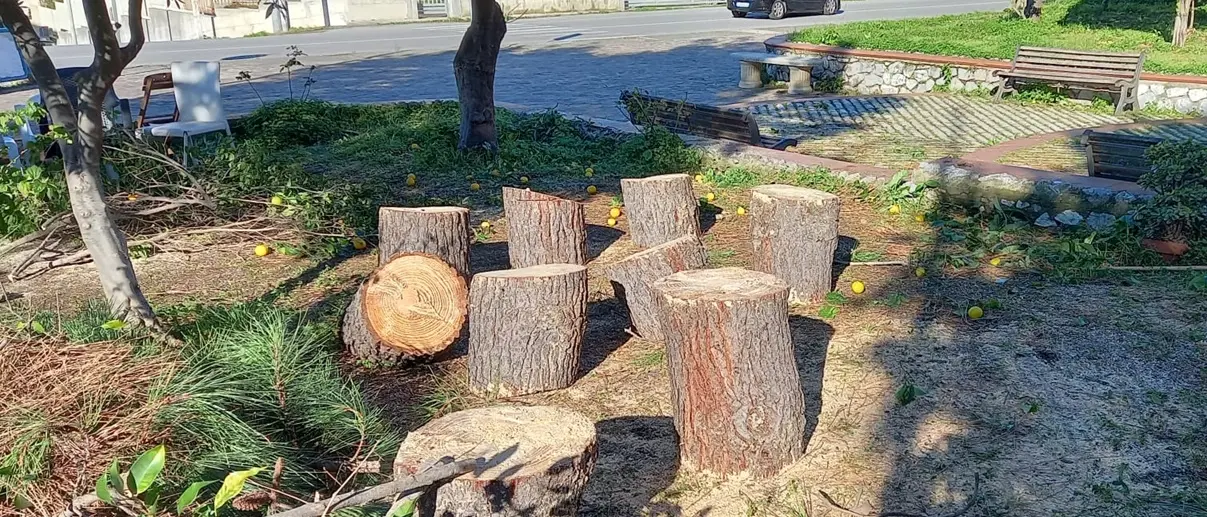 Alberi tagliati a Pizzo, dal Wwf una proposta per far rinascere il verde