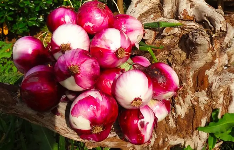 Nutrizionisti e Consorzio Cipolla Rossa di Tropea: siglato protocollo d'intesa
