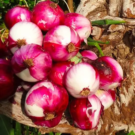 Nutrizionisti e Consorzio Cipolla Rossa di Tropea: siglato protocollo d'intesa