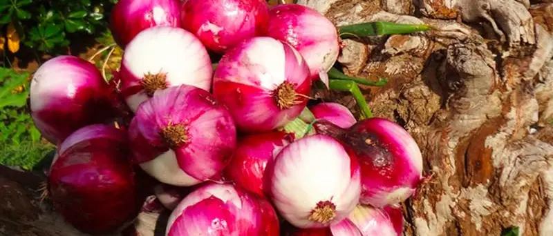 La Cipolla Rossa di Tropea partner dell'evento i-Fest International Film Festival