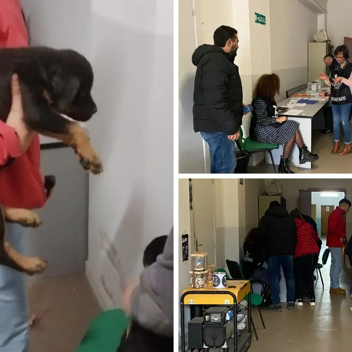 Lotta al randagismo, successo a Serra San Bruno per la giornata dedicata al microchip