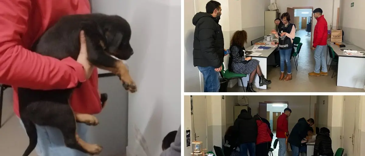 Lotta al randagismo, successo a Serra San Bruno per la giornata dedicata al microchip