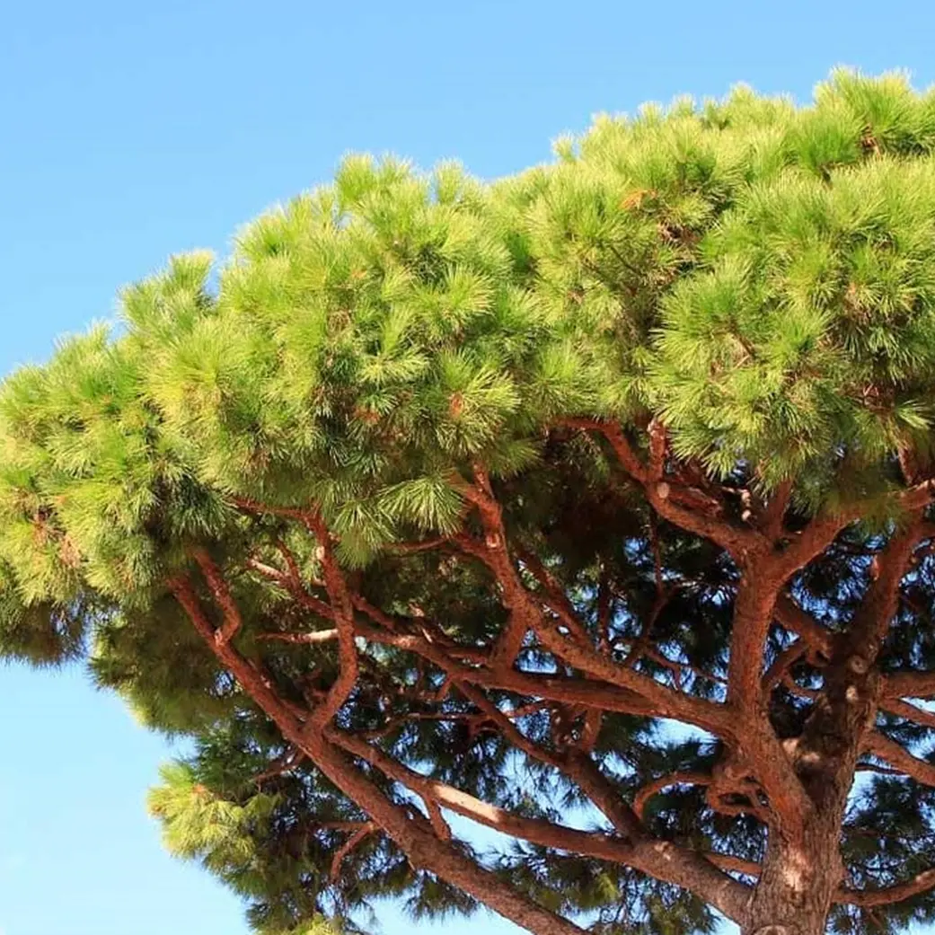 Rombiolo, il Comune abbatte i pini marittimi: «Pericolosi e non rivestono pregio storico»