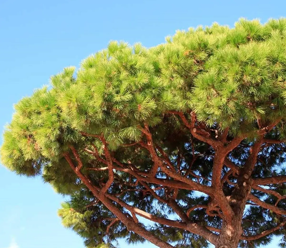 Rombiolo, il Comune abbatte i pini marittimi: «Pericolosi e non rivestono pregio storico»