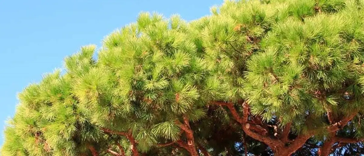 Rombiolo, il Comune abbatte i pini marittimi: «Pericolosi e non rivestono pregio storico»