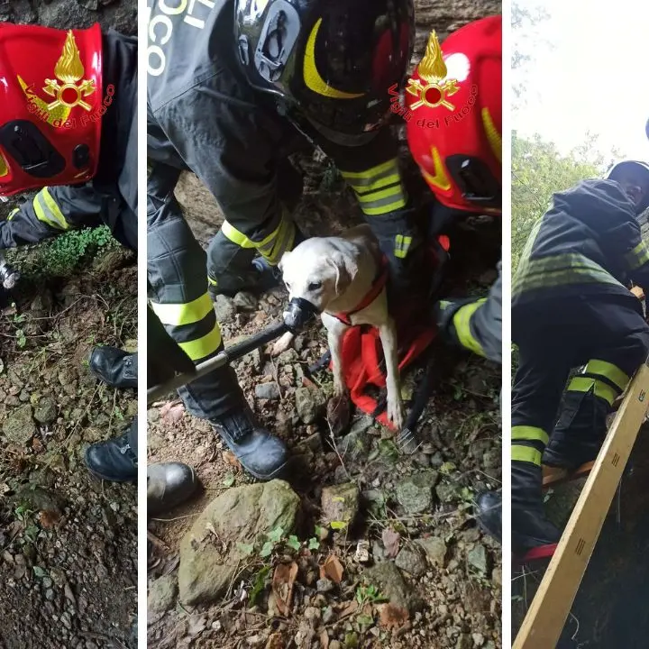 Vigili del fuoco recuperano un cagnolino lungo la statale 18