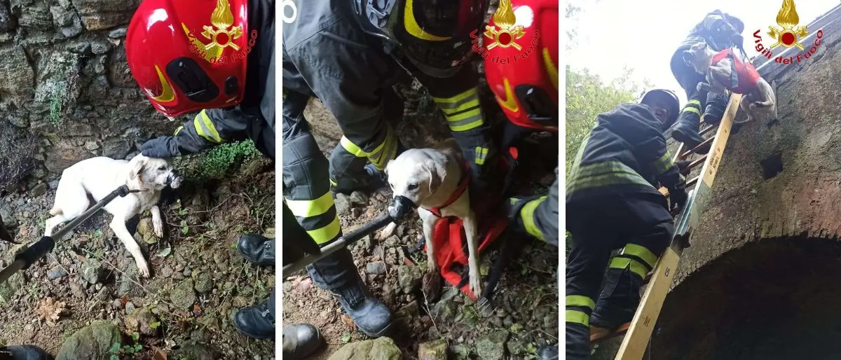 Vigili del fuoco recuperano un cagnolino lungo la statale 18
