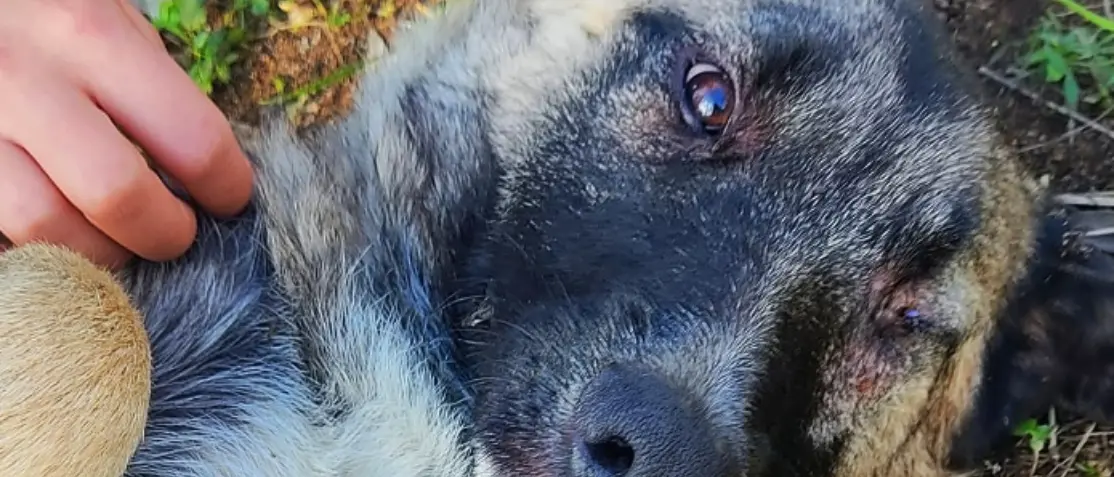 Lieto fine per Achy, il randagio picchiato fino a perdere un occhio adottato in Veneto -Video
