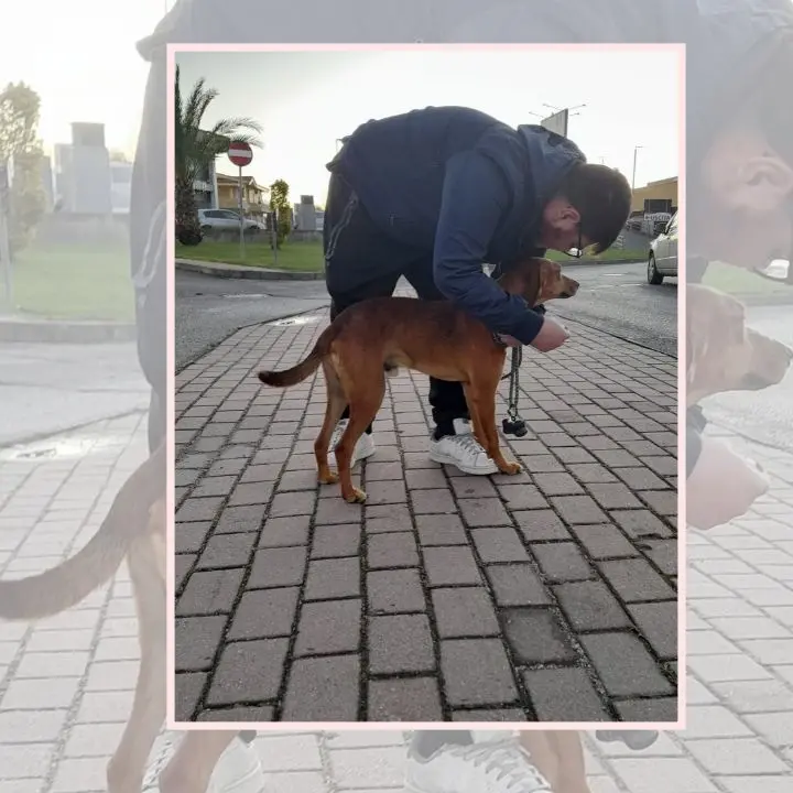 Trova un randagio per strada e lo adotta, la volontaria Barreca: «Abbiamo bisogno di giovani così»
