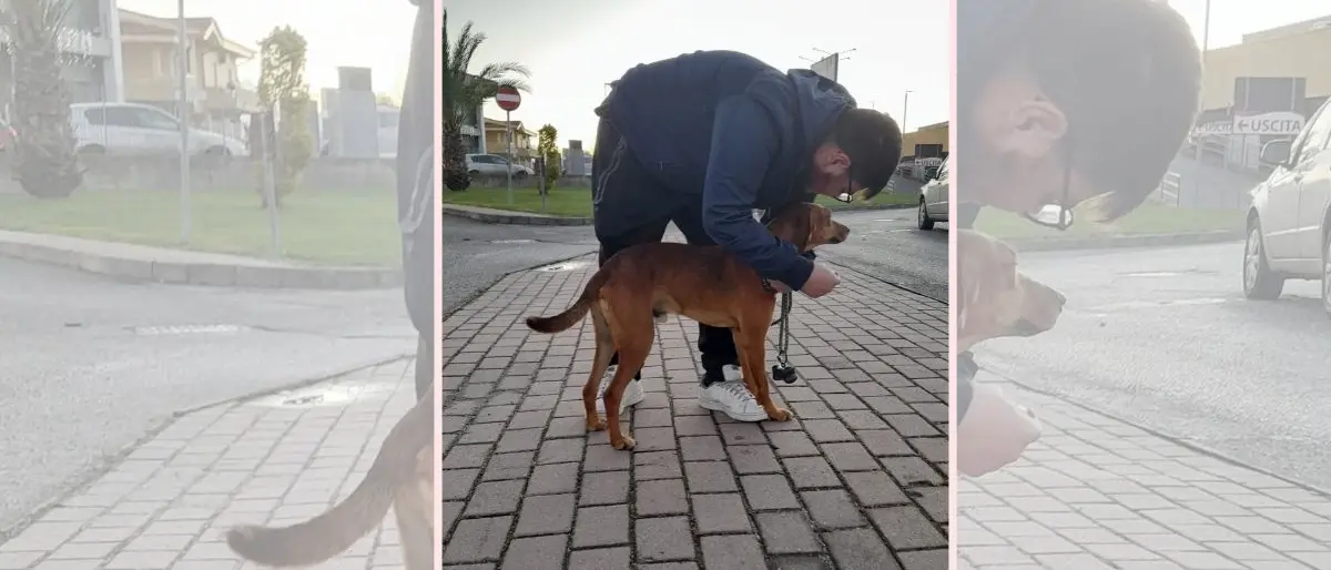 Trova un randagio per strada e lo adotta, la volontaria Barreca: «Abbiamo bisogno di giovani così»