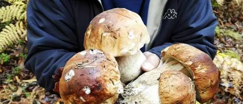 Festa del fungo a Serra San Bruno, tutto pronto per l'ottava edizione