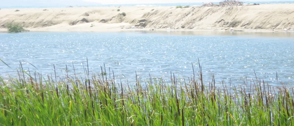 Lavori al fiume Angitola, altolà del Wwf al progetto del Comune di Pizzo: «Attenzione a fauna e flora»