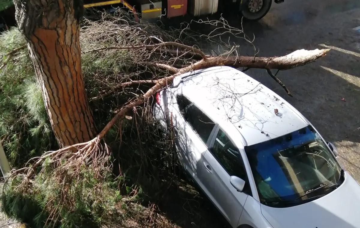 Vibo Valentia, tragedia sfiorata: un grosso ramo si spezza e colpisce un’auto - Foto