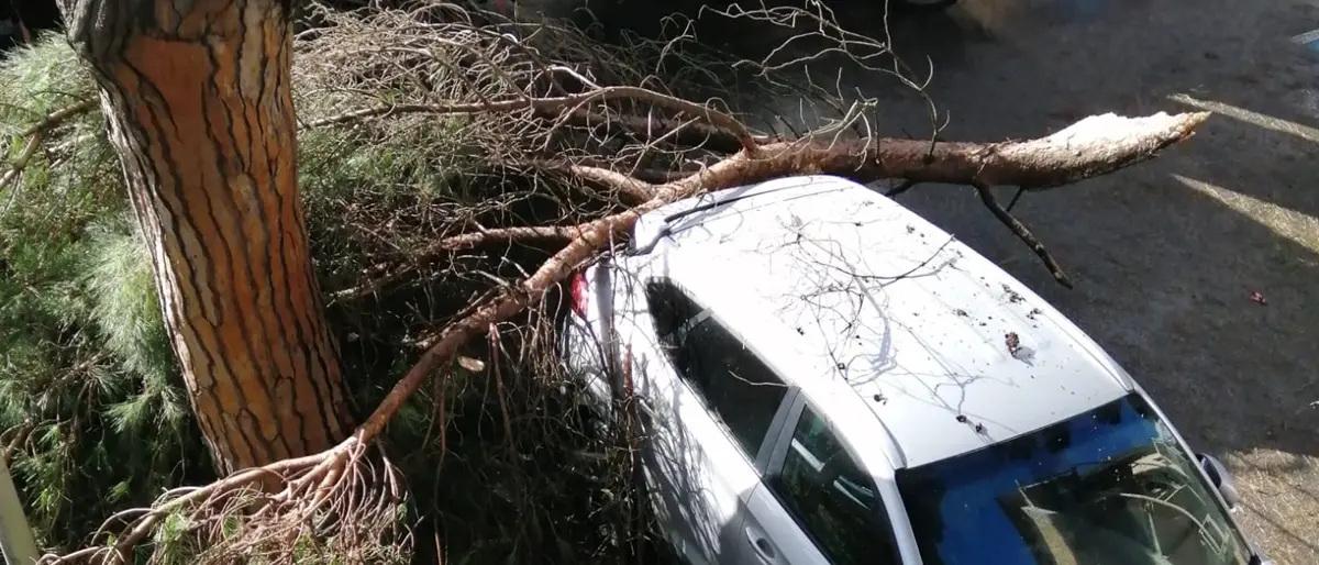Vibo Valentia, tragedia sfiorata: un grosso ramo si spezza e colpisce un’auto - Foto