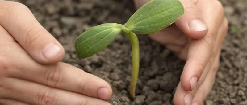 L’iniziativa dell’associazione Valentia: alberi in ricordo dei morti di Covid