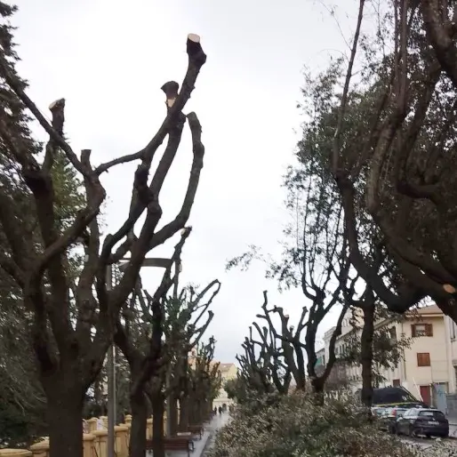 Ancora polemiche per la potatura su Corso Umberto a Vibo, l'avvocato Cavallari: «Lasciateci il verde»