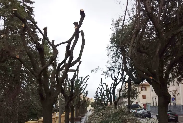Ancora polemiche per la potatura su Corso Umberto a Vibo, l'avvocato Cavallari: «Lasciateci il verde»