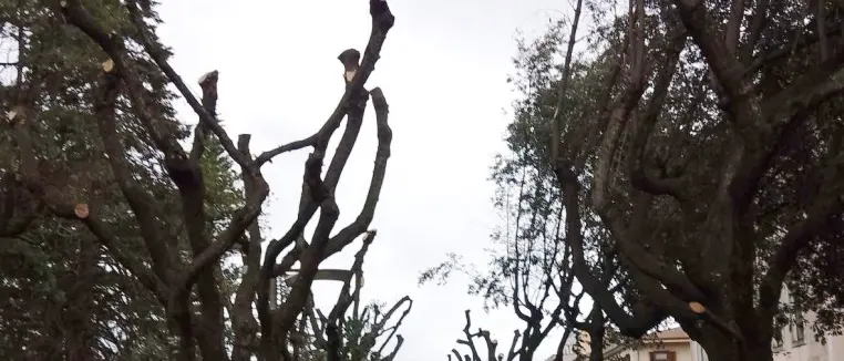 Ancora polemiche per la potatura su Corso Umberto a Vibo, l'avvocato Cavallari: «Lasciateci il verde»