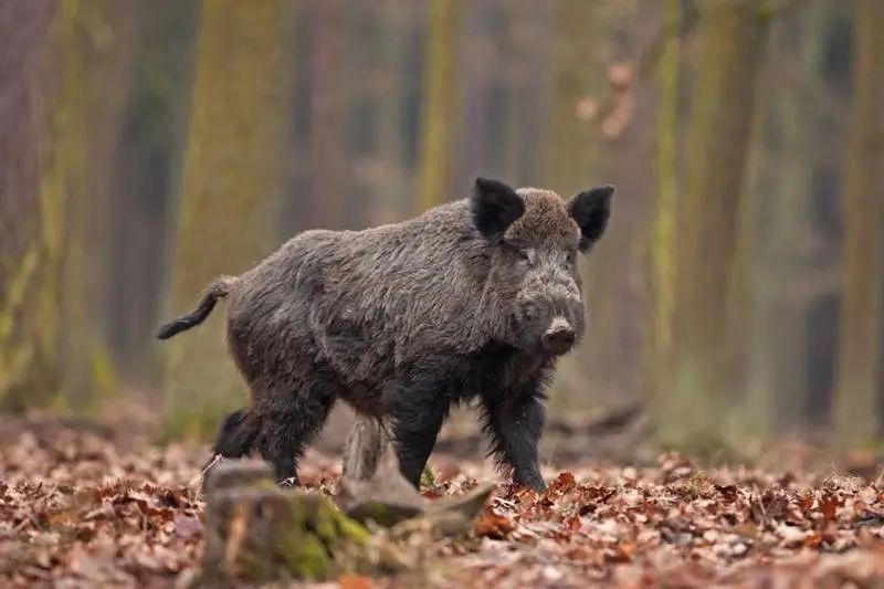 “Il cinghiale da emergenza a risorsa?”: focus in una iniziativa a Vibo