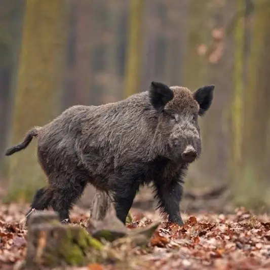 In Calabria riparte la caccia al cinghiale: l'ok del commissario straordinario per contrastare la peste suina