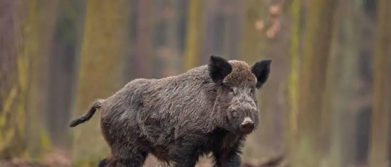 In Calabria riparte la caccia al cinghiale: l'ok del commissario straordinario per contrastare la peste suina