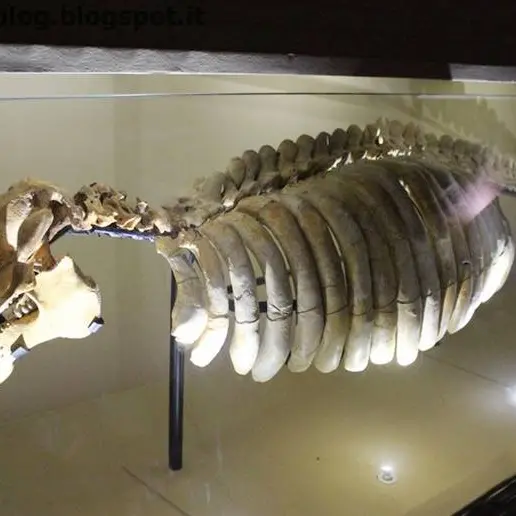 Tropea, primi passi per la nascita del Museo del mare