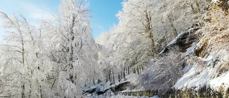 Neve nelle Serre e alberi divelti nell’Angitolano, si lavora per liberare le strade