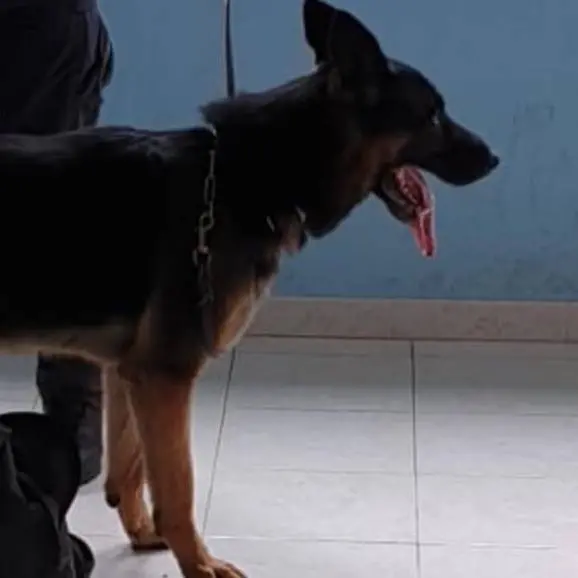 Castrovillari, cinque chili di cocaina rinvenuti nel doppiofondo di un’auto