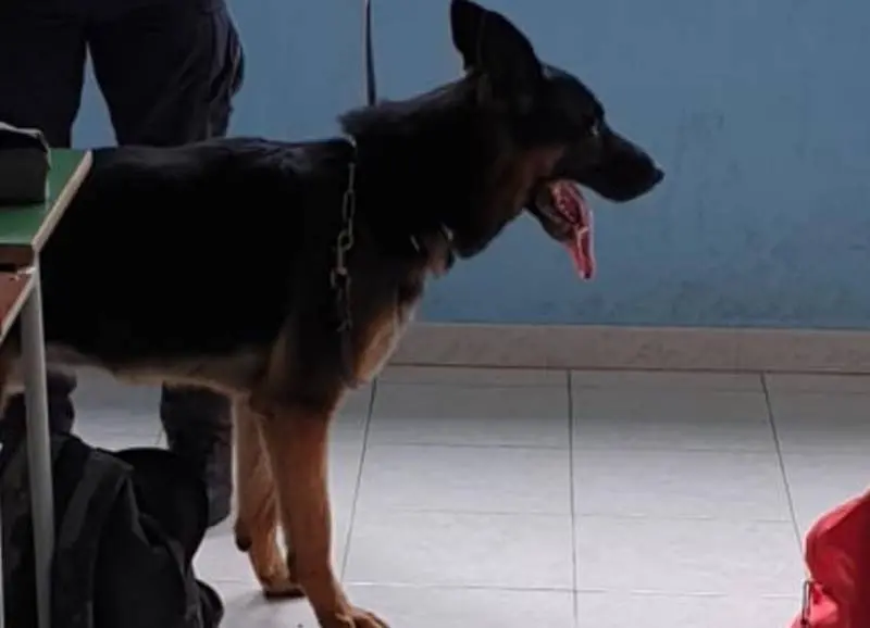 Castrovillari, cinque chili di cocaina rinvenuti nel doppiofondo di un’auto