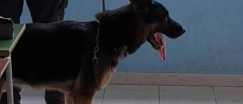 Castrovillari, cinque chili di cocaina rinvenuti nel doppiofondo di un’auto