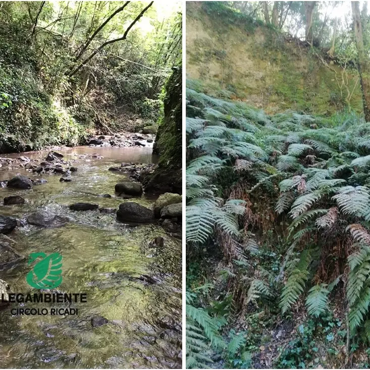 Ricadi, la fiumara Ruffa scrigno di biodiversità: nuove iniziative per la tutela della felce preistorica