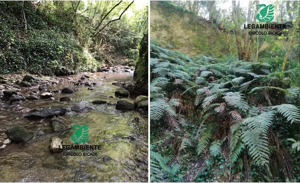 Ricadi, la fiumara Ruffa scrigno di biodiversità: nuove iniziative per la tutela della felce preistorica