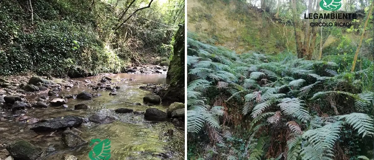 Ricadi, la fiumara Ruffa scrigno di biodiversità: nuove iniziative per la tutela della felce preistorica