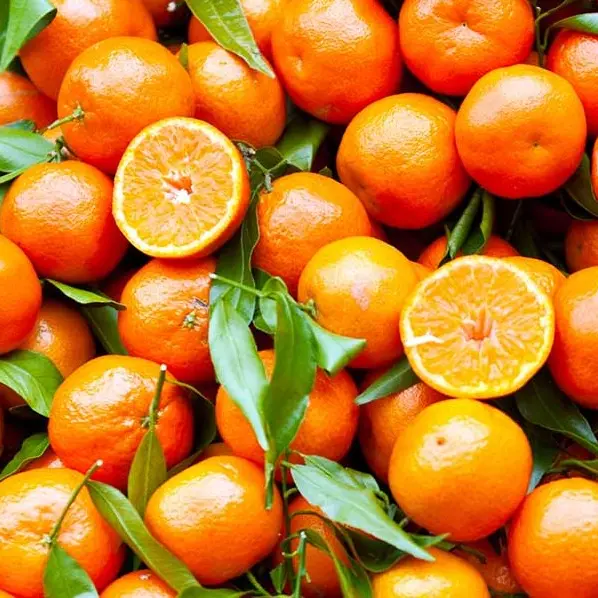 Le Clementine di Calabria Igp protagoniste alla fiera internazionale di Berlino