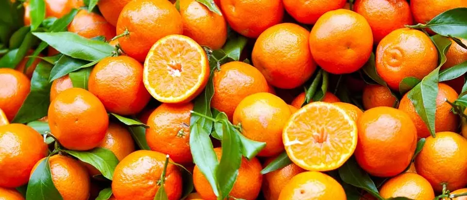 Le Clementine di Calabria Igp protagoniste alla fiera internazionale di Berlino
